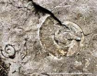 Fossils and Rocks of the Champlain Valley